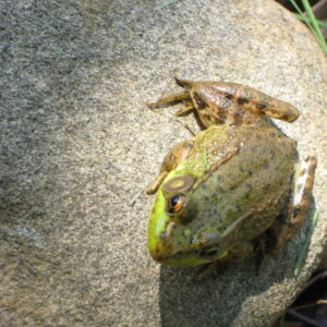 Frog on Rock in Sun