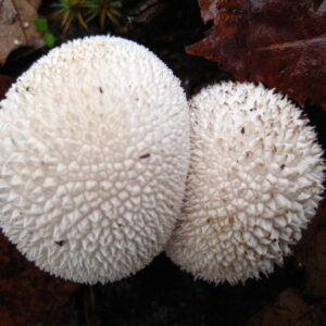 Mushroom Series 2