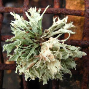 Rusted Grate with Green Scale