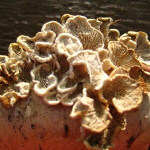 Mushroom on Birch Bark