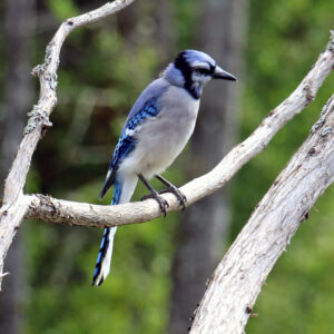 Minnesota Blue Jay