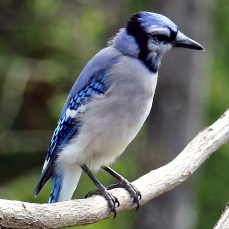 Minnesota Blue Jay 2