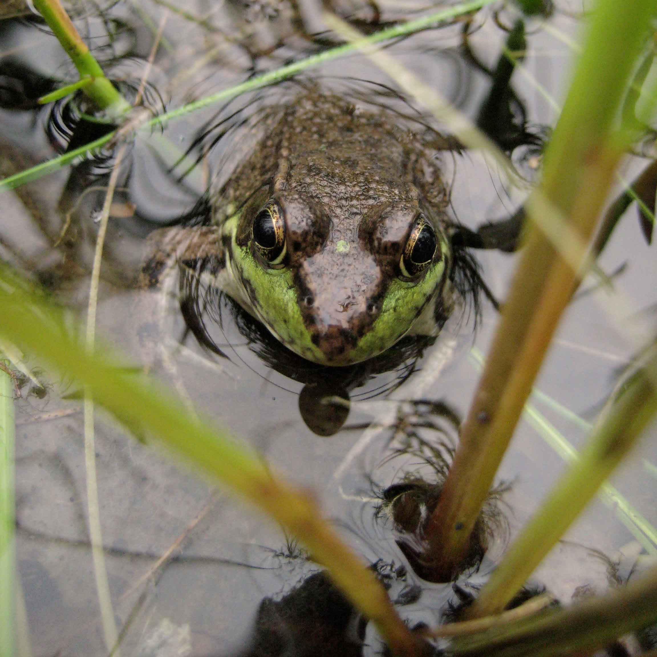 Frog in Water