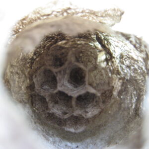 Wasp Nest