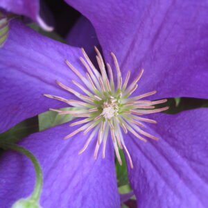 Purple Passion