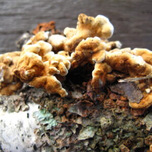 Fungus on Birch Bark