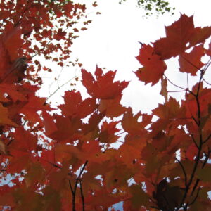 Red Leaves