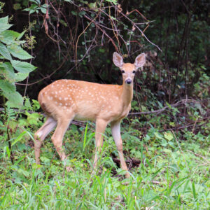 Spotted Deer