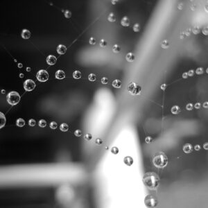 Web Pearls