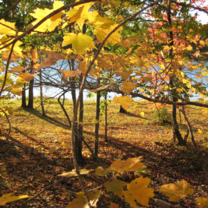 Yellow Leaves
