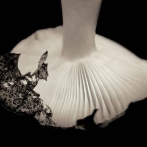 Mushroom Series I