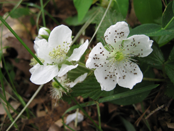 Two White Flowers
