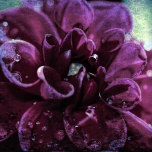 Purplish Blue Dahlia