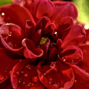 Red Dahlia