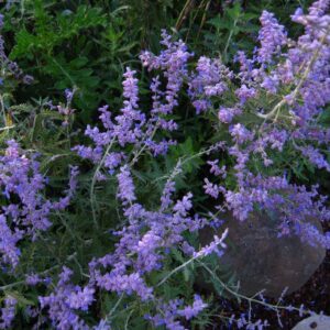 What Does Purple Smell Like?